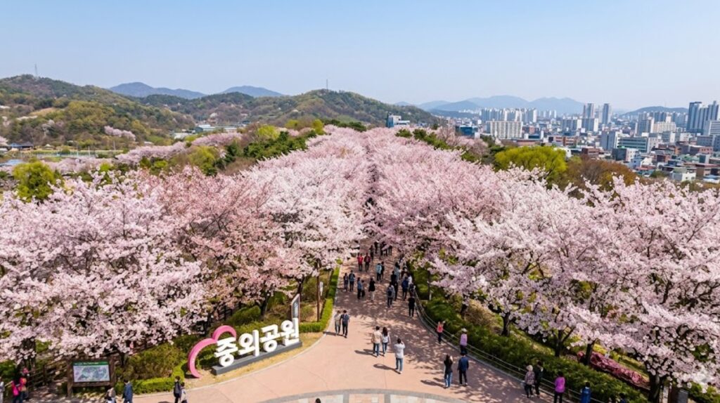 광주 전남 봄나들이 명소 중외공원의 만개한 벚꽃길