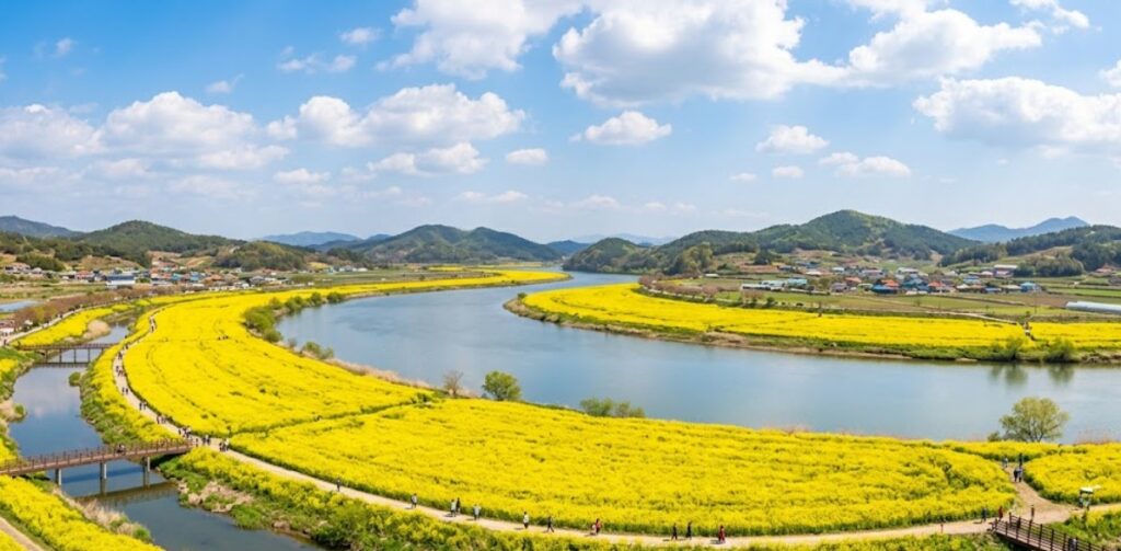 광주 전남 봄나들이 나주 영산강 체육공원 유채꽃밭